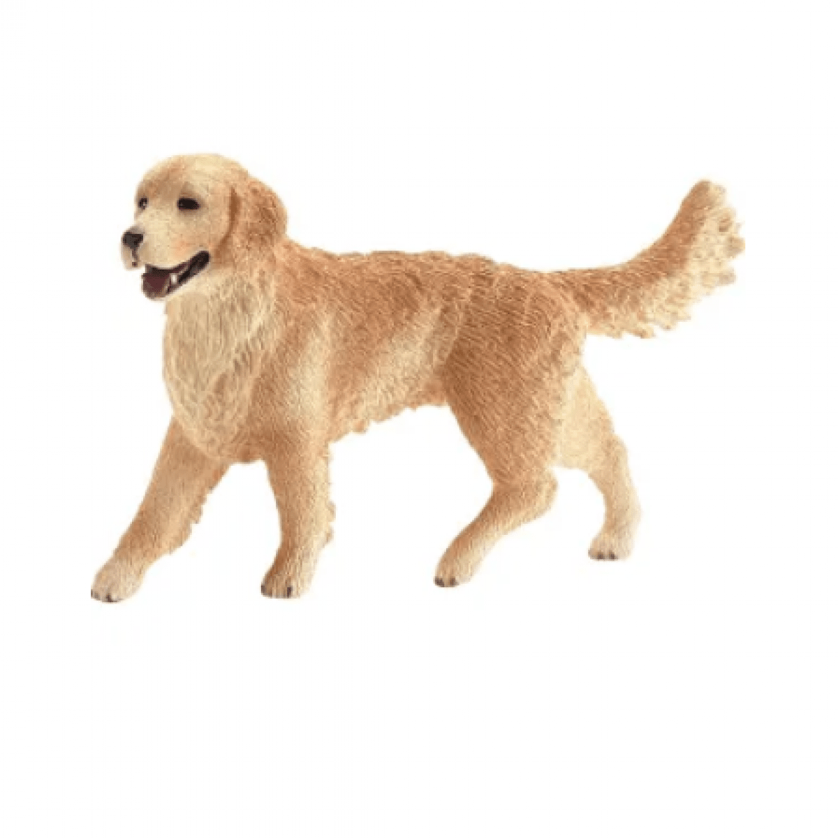 GK/16395SCH Zlatý retriever, suka