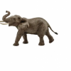 GK/14762SCH Africký slon, samec