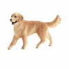 GK/16395SCH Zlatý retriever, suka